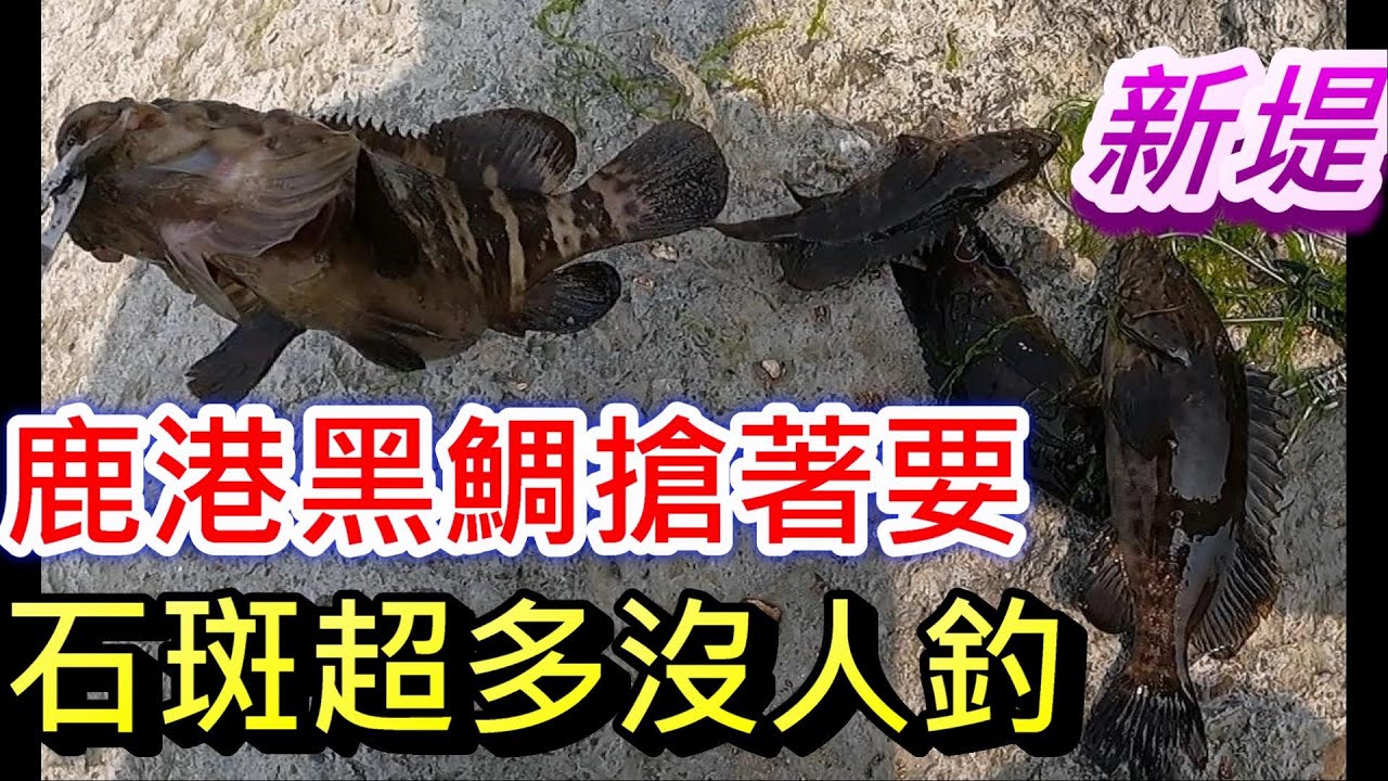 鹿港都在釣黑鯛 石斑超多沒人釣 前打能使磯釣更上一層樓 兩種釣法玩透才明白