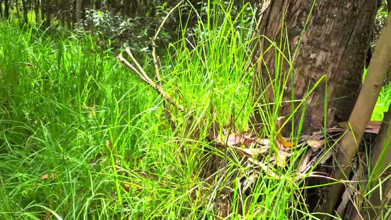 CAMINATAS Y AVENTURAS AL EXTREMO AQUI ESTAMOS DE.NUEVO CON OTRO VIDEO Y DISFRUTENLO Y SUSCRIBETE