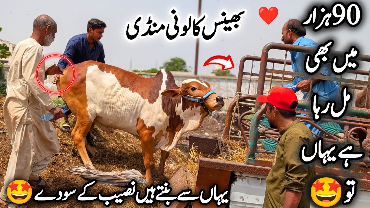 Bhains Colony Mandi Karachi Cattle Latest Position Thursday 9 April 2026 | 90K Soda🤩 | Bakra Eid2026