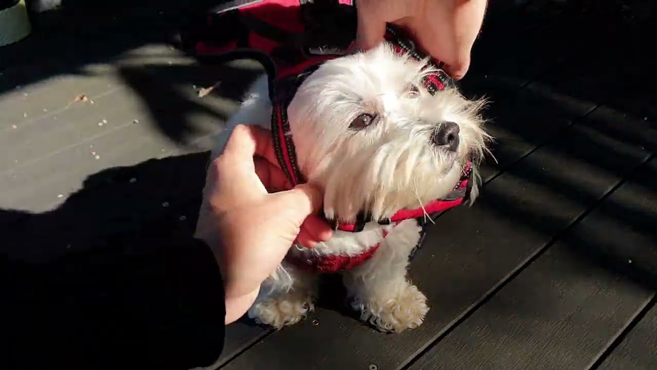 How to put on a Dog Harness, Wookidog [Maltese Shih Tzu mix]