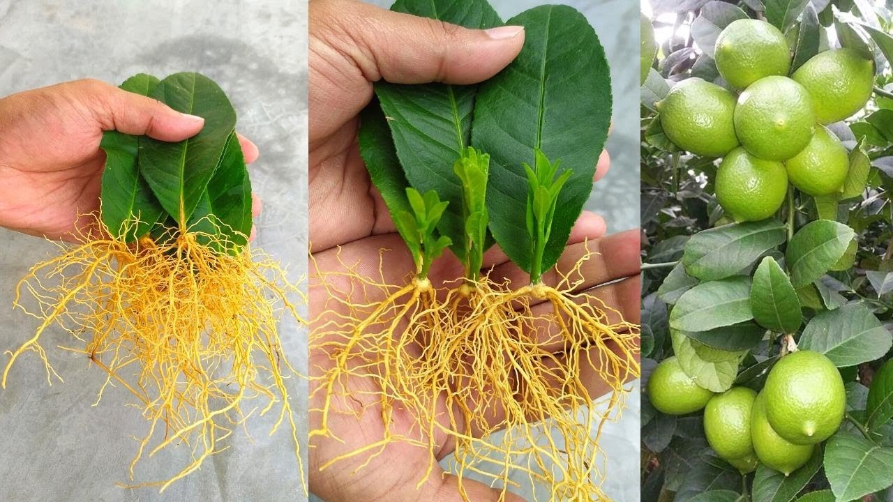 How to grow lemon trees from lemon leaves - With 100% Success