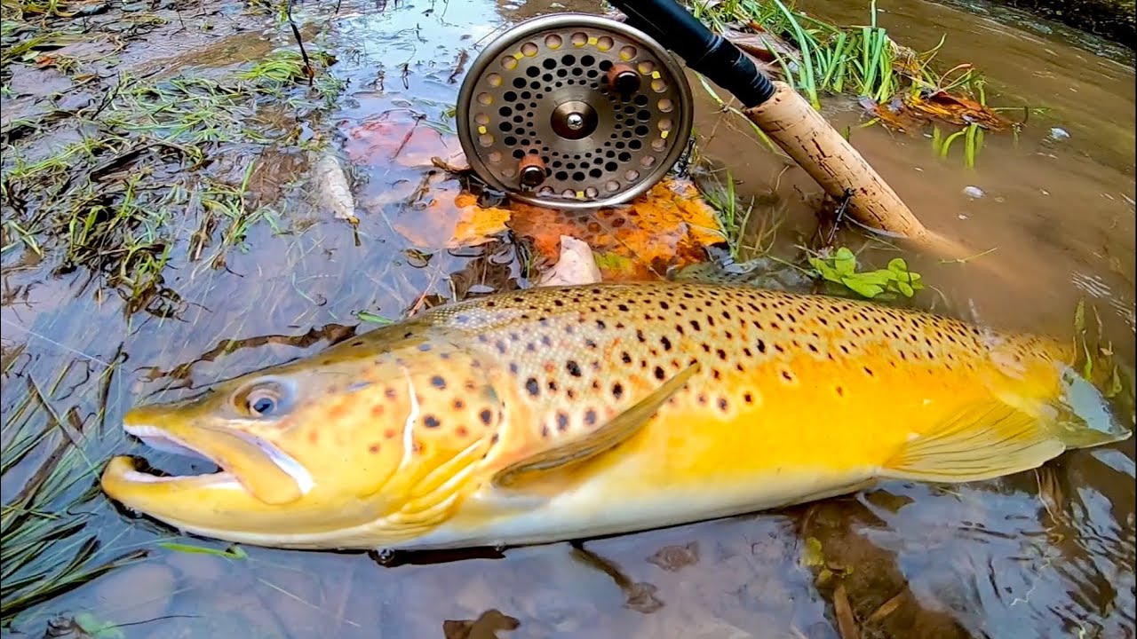 Fall centerpin fishing for browns and monster salmon