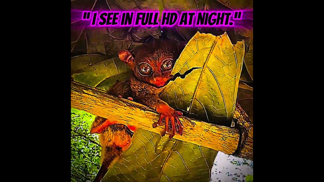 7 Animals With Broken Vision Powers 👁️➡️💀