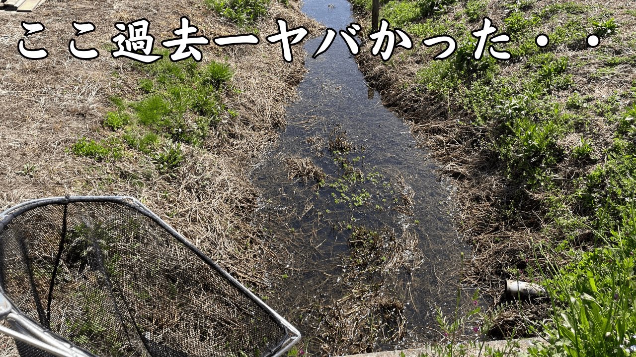 用水路でガサガサ！そこはゲンゴロウの楽園でした