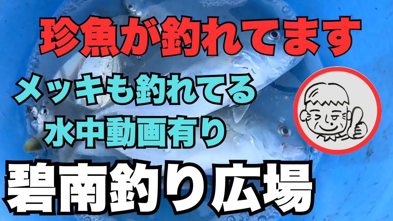 碧南釣り広場　珍魚が釣れてます！メッキも釣れてる！水中動画有り！2025.11.23