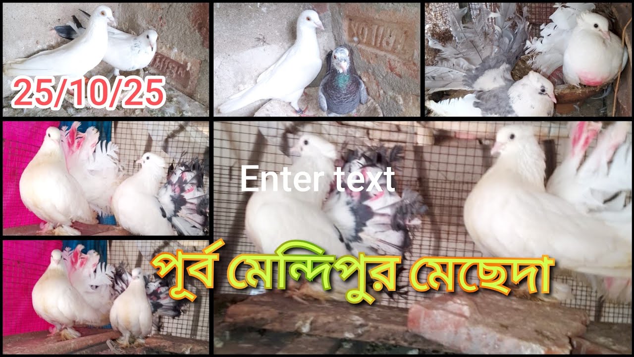 25October2025 ময়ূরপঙ্খী ও মাদ্রাজি বিডিং পেয়ার ফ।ম ভিজিট Fancy pigeons Loft visit Recent New Video