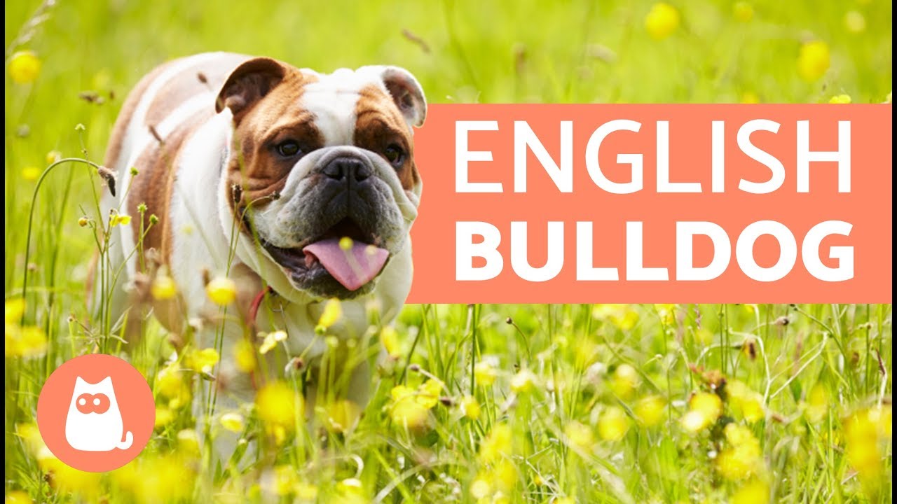ENGLISH BULLDOG - Traits and TRAINING