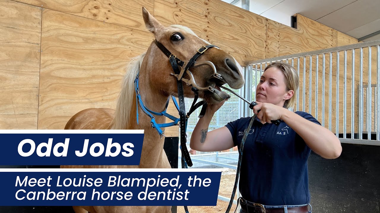 Odd jobs: Meet Louise Blampied, the Canberra horse dentist