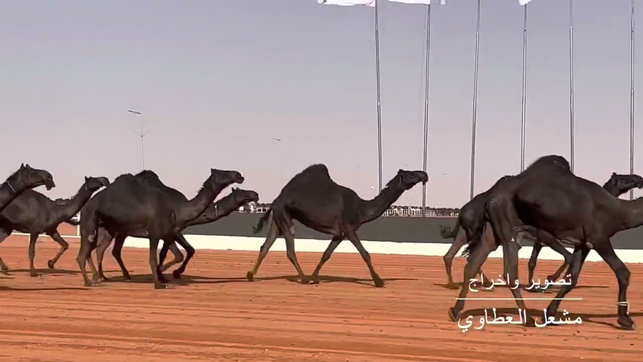 نخبة المجاهيم هامات الجزيره : المالك حمد بن لبدان