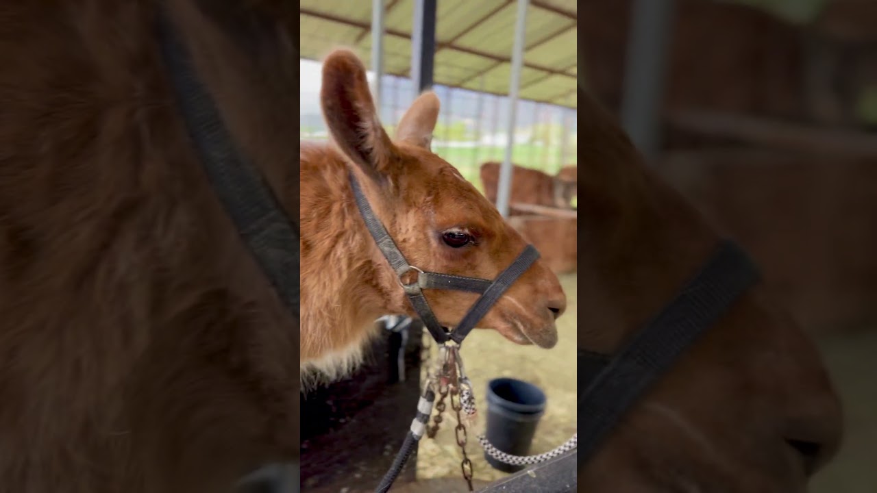 Llamas make great pack animals, Today. We&rsquo;re trimming them up and getting them ready to go. ￼