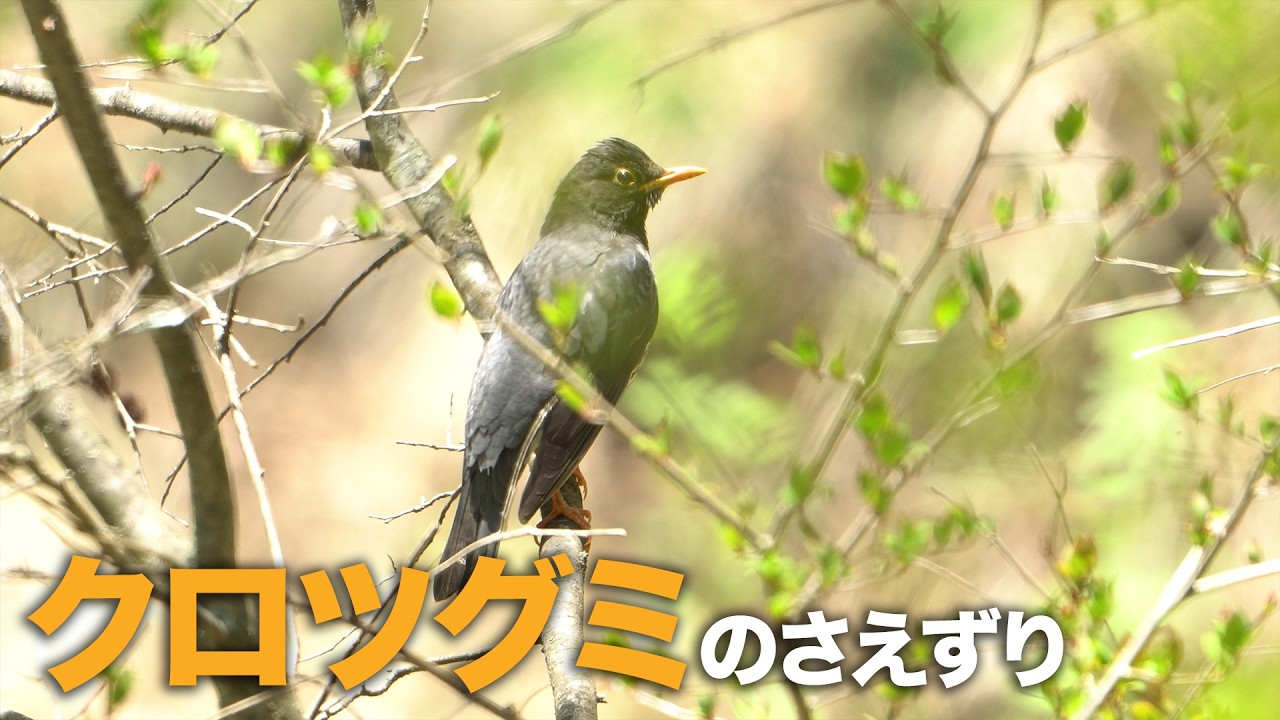 【野鳥】クロツグミのさえずり