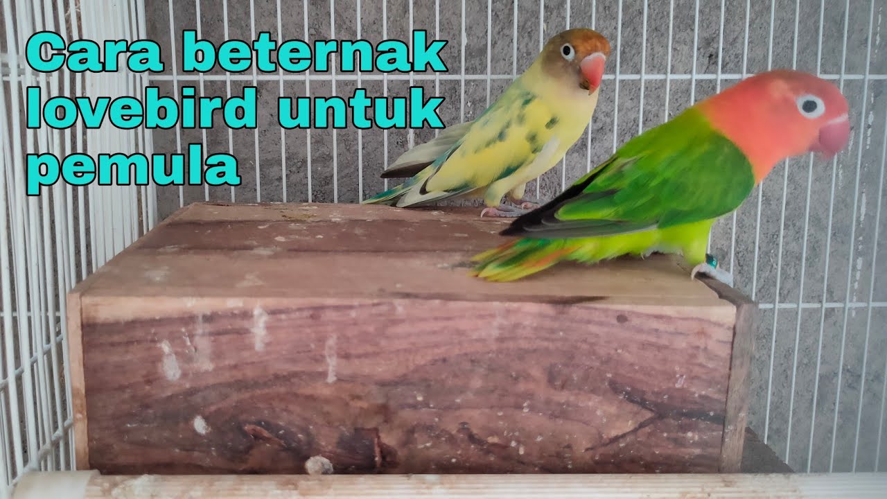 Cara beternak lovebird untuk pemula | terbukti berhasil!