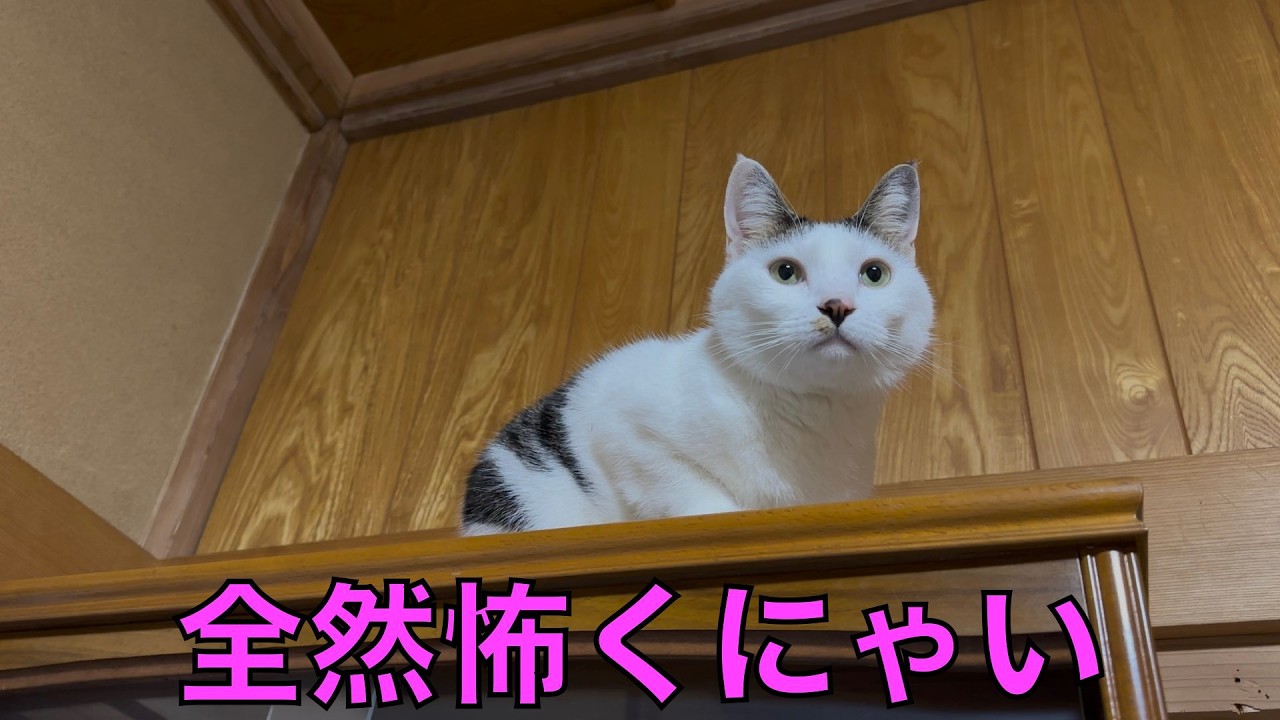保護猫ナターシャの544日目：高いところで余裕