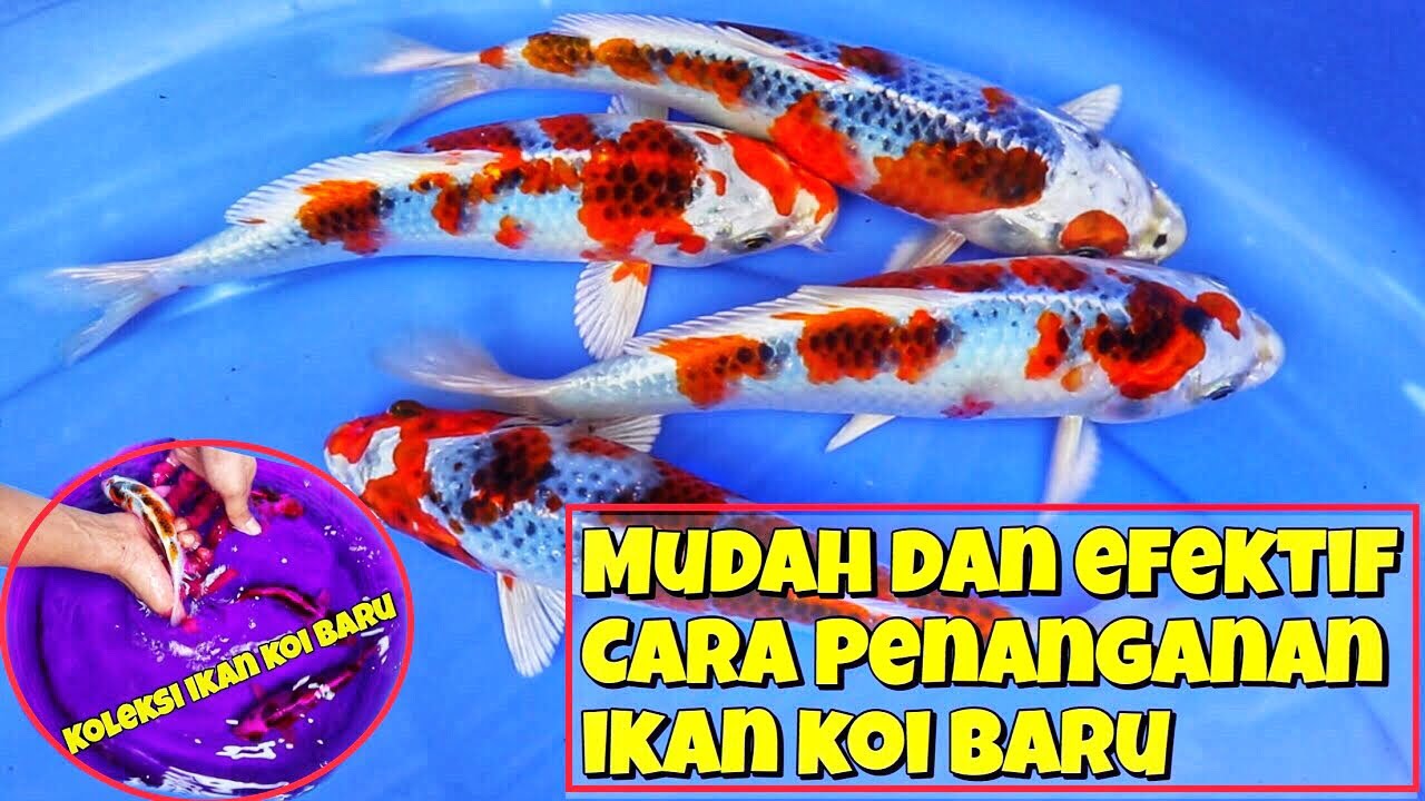 Cara mudah penanganan ikan koi baru datang yang baik dan benar