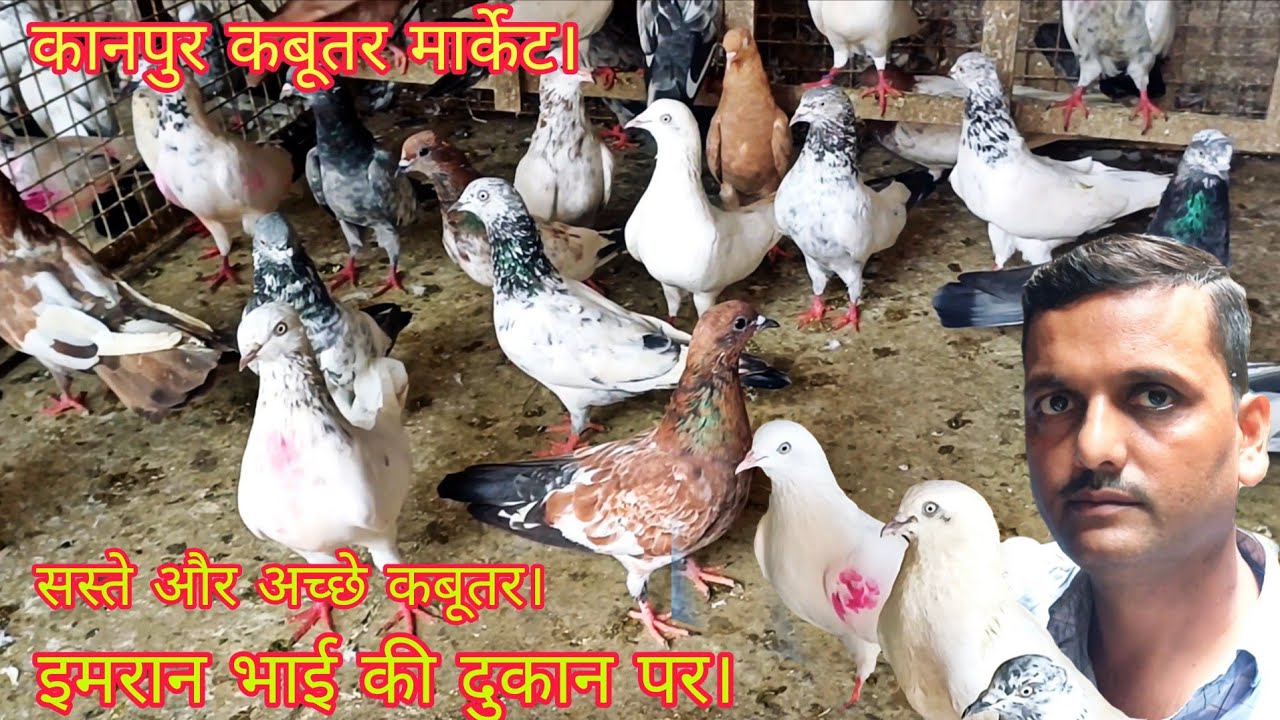 कानपुर कबूतर मार्केट सस्ते और अच्छे कबूतर  // इमरान भाई की दुकान पर। #youtube ##viralvideo 