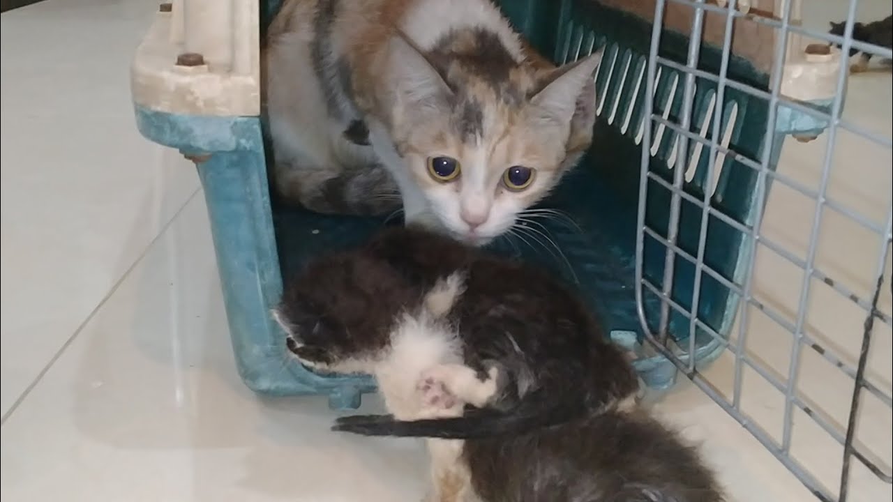 Heartbreaking Moment: Orphan Kittens Rejected by Nursing Cat Who Keeps Hiding