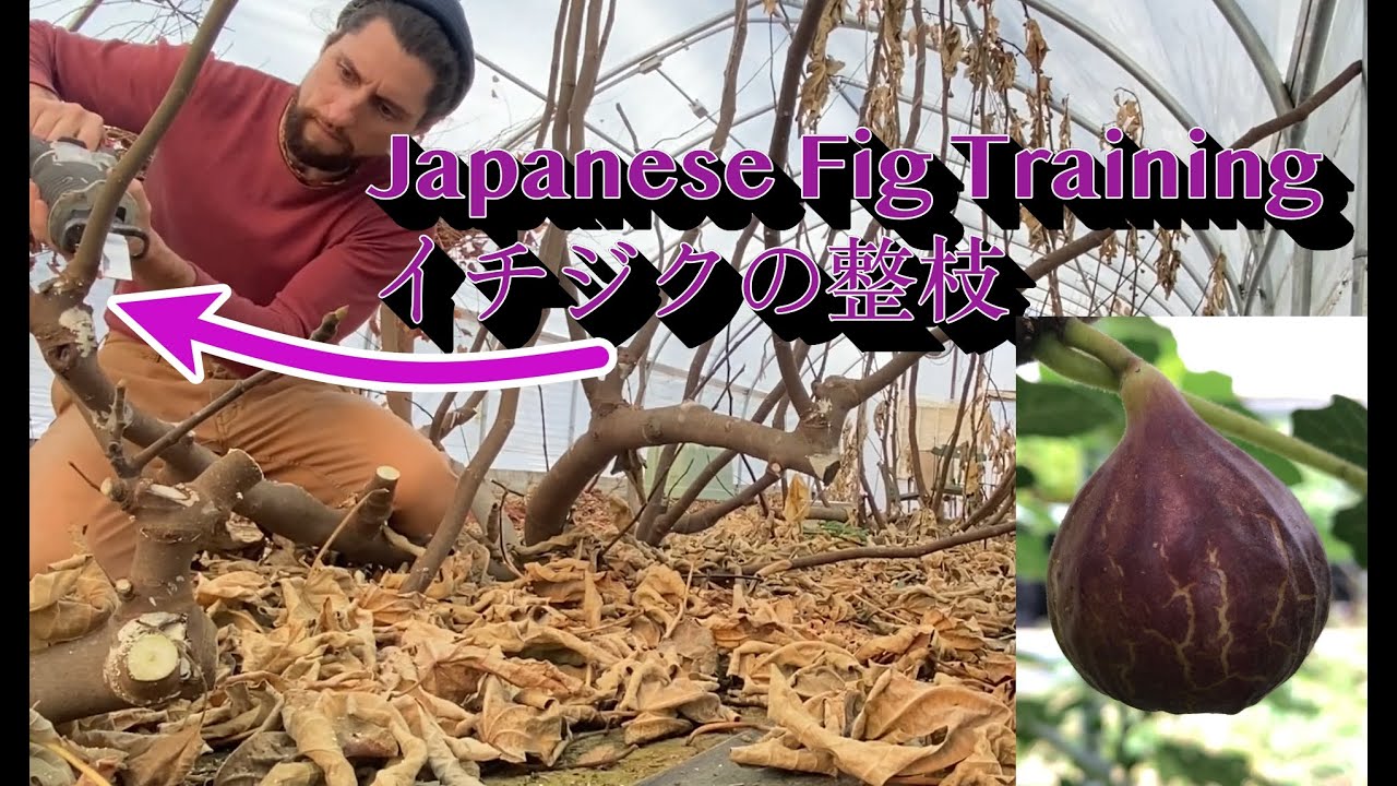 Japanese Fig Training for Cold Hardy Figs