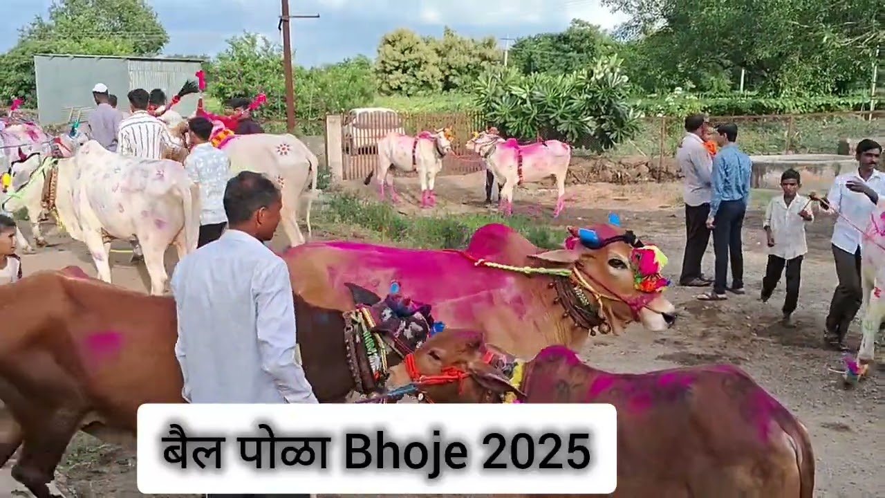 बैल पोळा मिरवणुक भोजे, 2025 #bhojekar #bailpola #videos #video #pola #villagevideo 