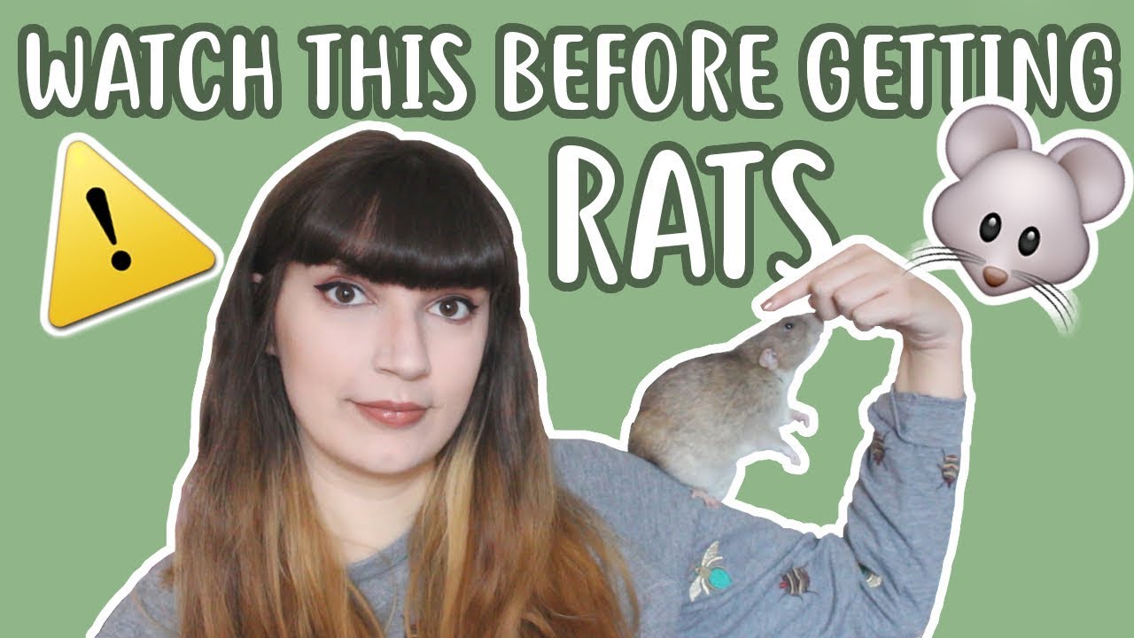 💡🐀 20 ВЕЩЕЙ, КОТОРЫЕ ВЫ ДОЛЖНЫ ЗНАТЬ, ПРЕЖДЕ ЧЕМ ЗАВЕСТИ КРЫС 🐀💡
