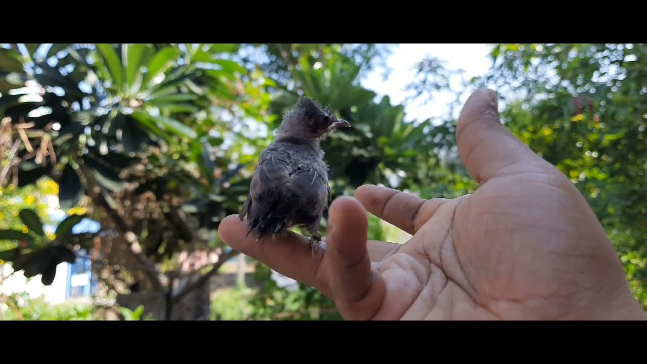 #shorts #life #creator #roshiniveedu #birdslover #birds || stress buster || life of birds