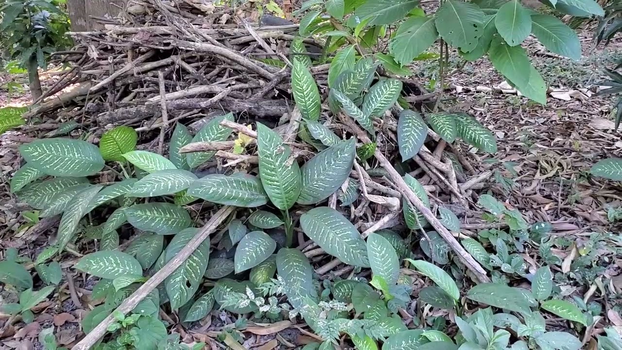 Miren cuantos arboles frutales se encuentas en estos terrenos