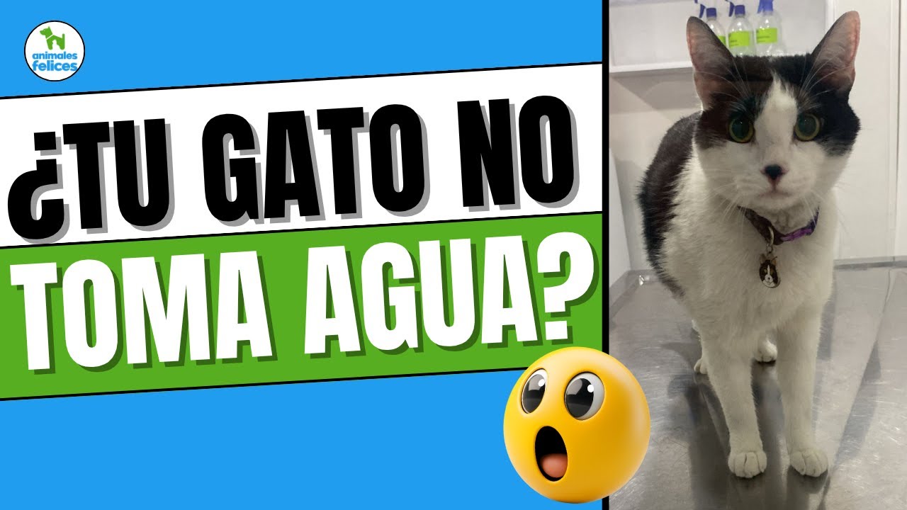 Hidratación en gatos: ¿por qué es vital para su salud?