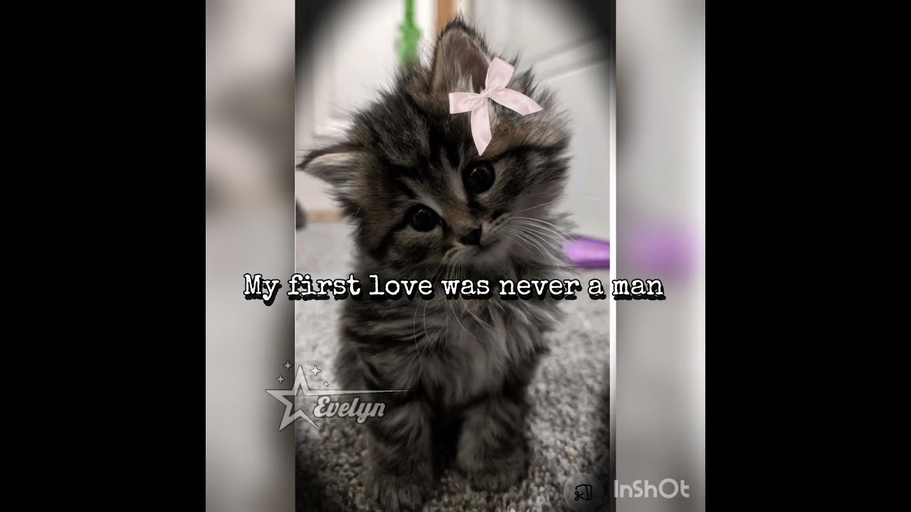 just a cat lover!! [TW: flash light]