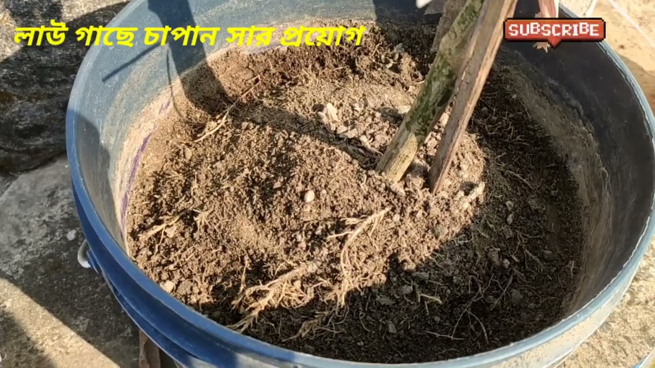 লাউ গাছে চাপান সার প্রয়োগ 🙏 #garden #flowers #agriculture #লাউ #mulching #roofgarden