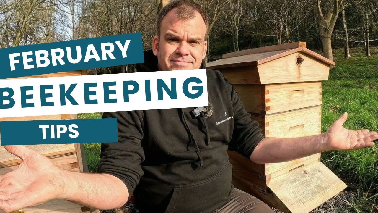 Beekeeping in February – What You Must Do & Avoid