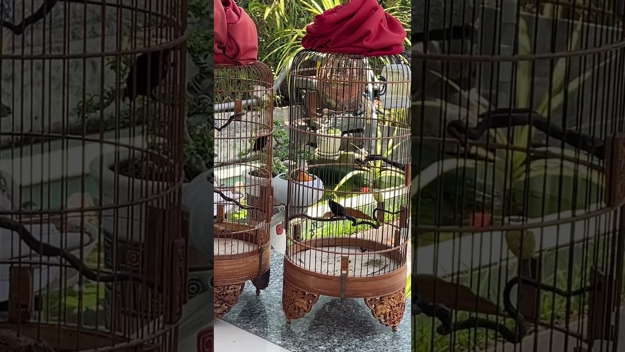 Hút mật 7 màu tranh giải nhất nhì