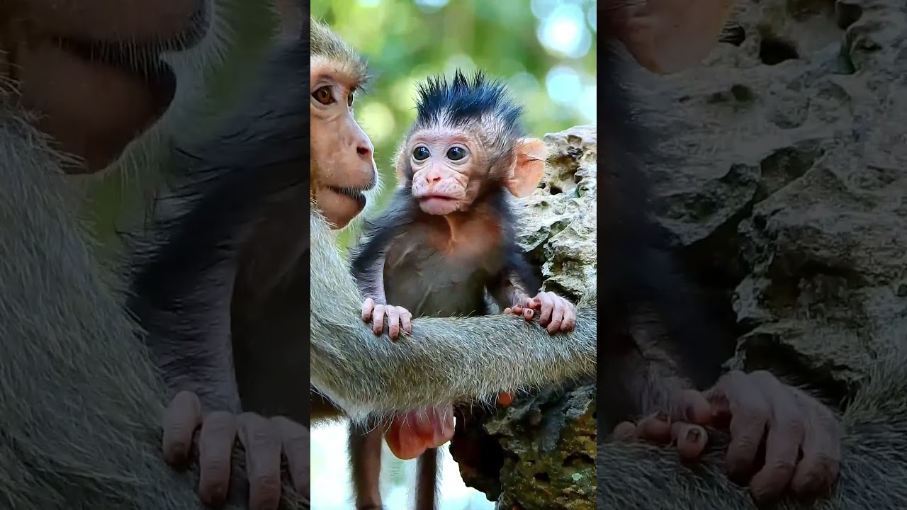 Adorable Avery asks for eating food from Amaya very cleverly #monkey #cute