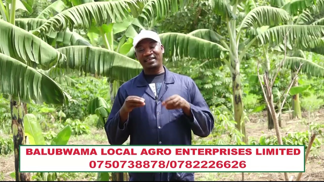 Okulima. Tuzeeyo Iganga kunnimilo yaffe Oluvanyuma lwemyeezi Mukaaga