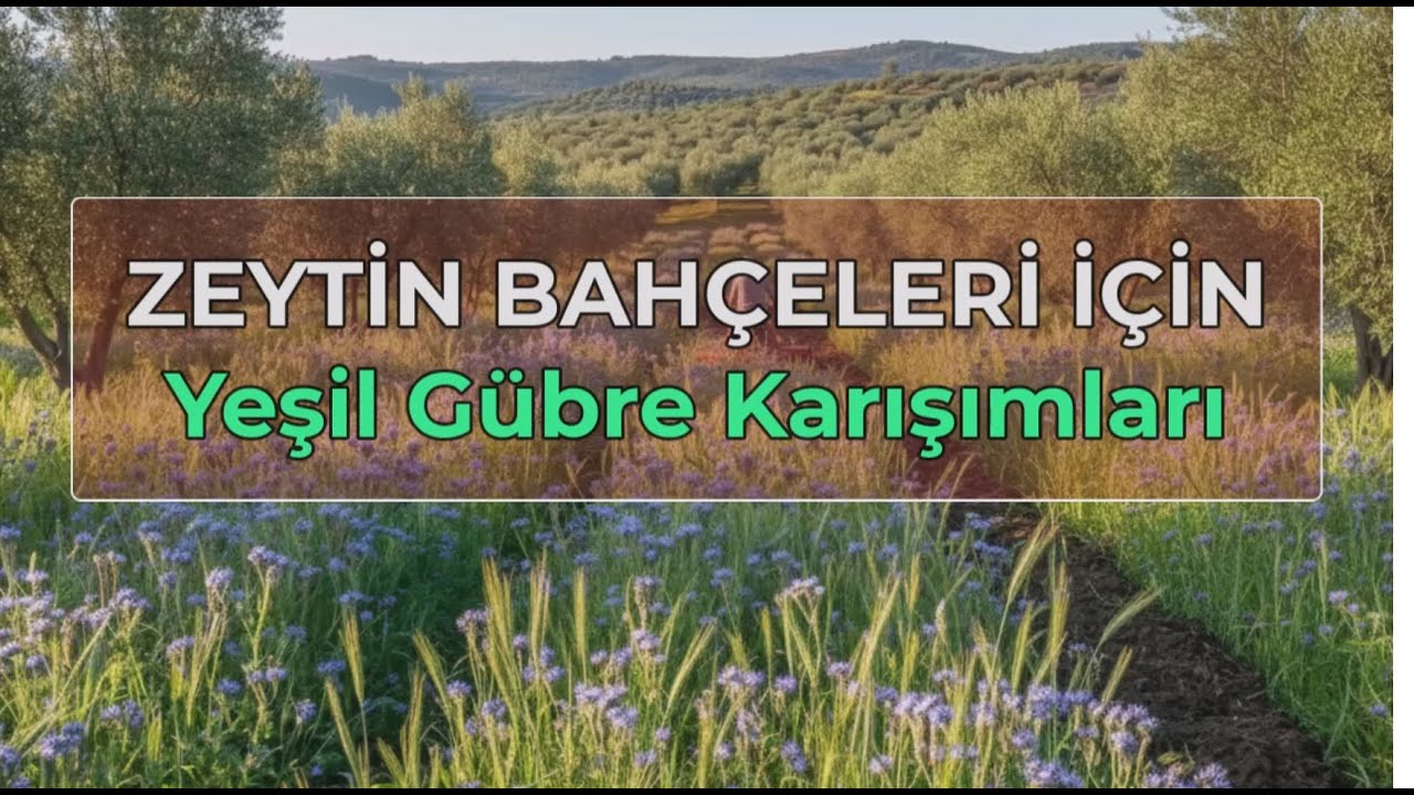 ZEYTİN BAHÇELERİ İÇİN YEŞİL GÜBRE KARIŞIMLARI