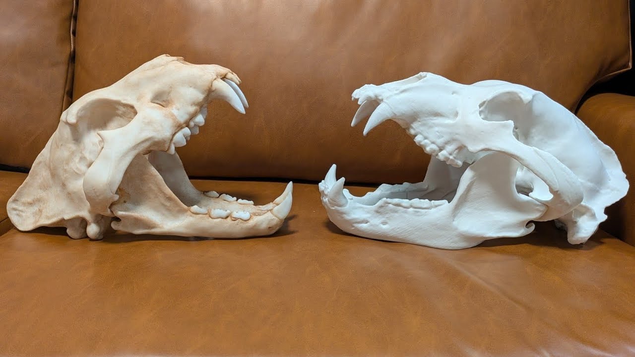 African Lion vs Grizzly Bear - Maximum Size Adults | Skull Comparison