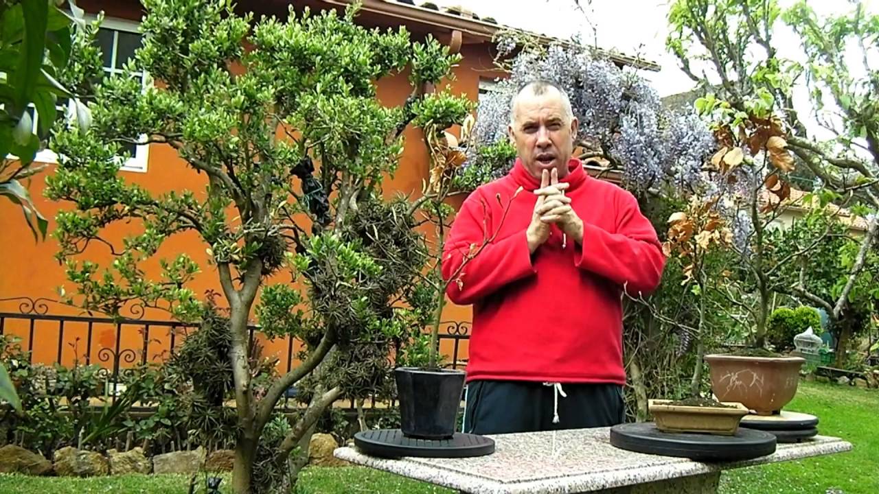 Hablando de hayas fagus primavera 2016