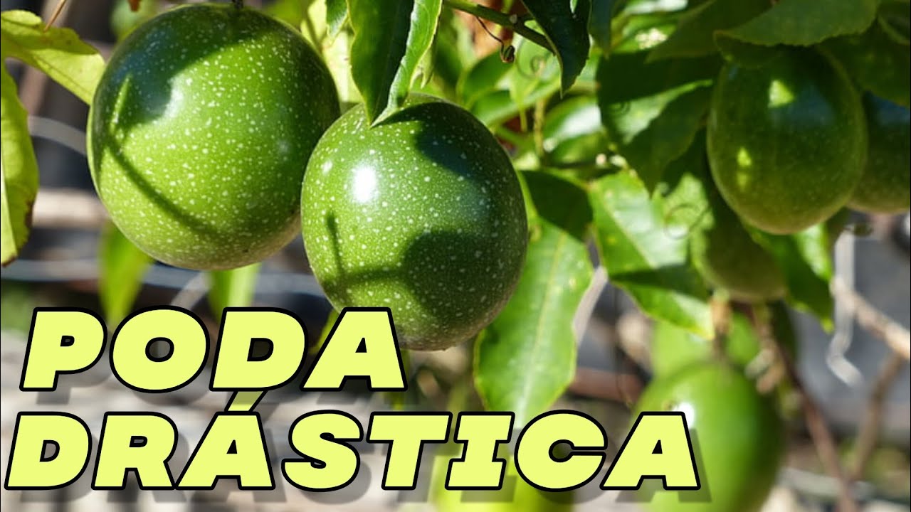 Como fazer a poda de renovação do Maracujá