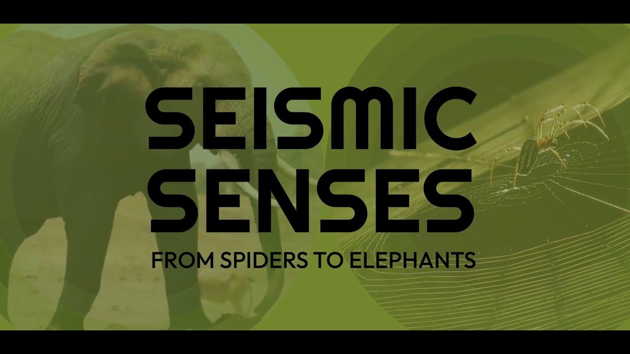 Biology Annual Lecture 2025: Seismic Senses