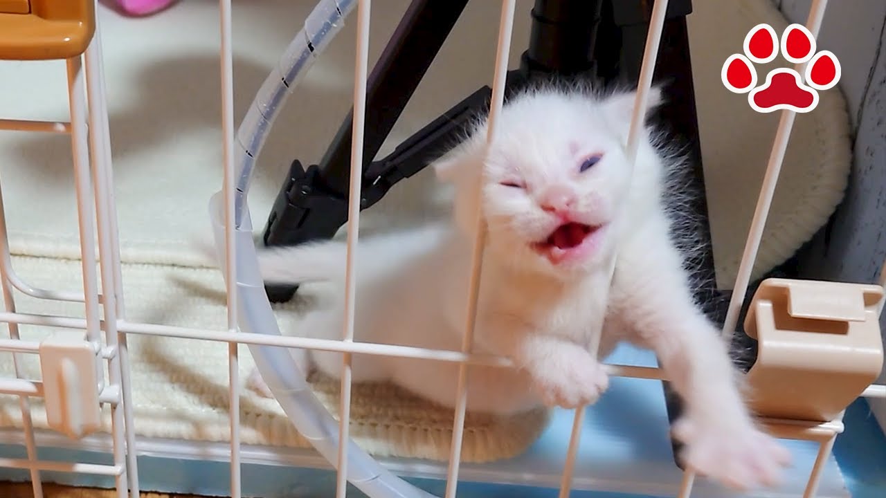 Молоко! Симпатичный котенок бежит по клетке