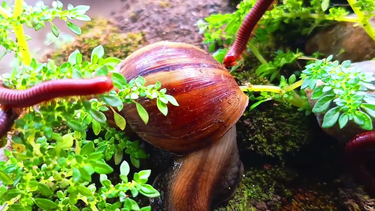 Nature’s Pace: Peaceful Moments with a Millipede and Snail Colony #SlowLiving  #OddlySatisfying