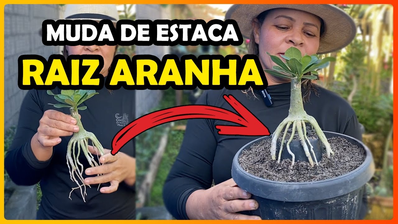 COMO FAZER RAIZ ARANHA NA SUA ROSA DO DESERTO UTILIZANDO MUDA DE ESTACA