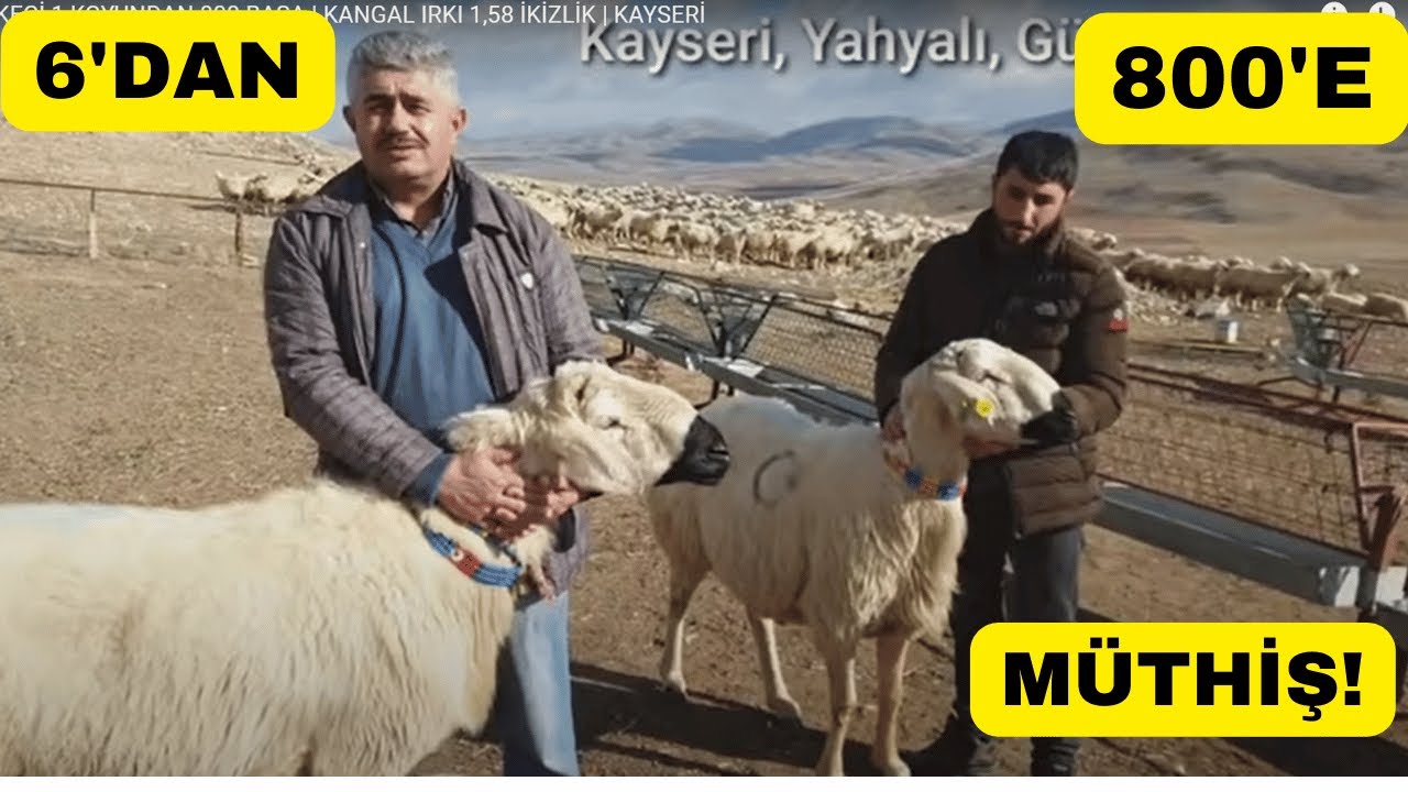 1 KOYUNDAN 800 BAŞA Kadar Nasıl Geliştirdim?