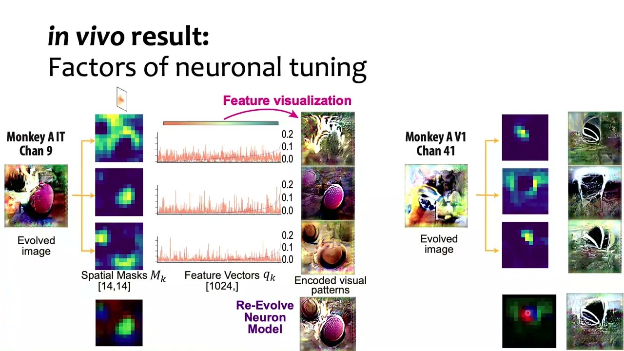VSS2025 Factorized Convolutional Model for Interpreting Neuron Guided Image Synthesis