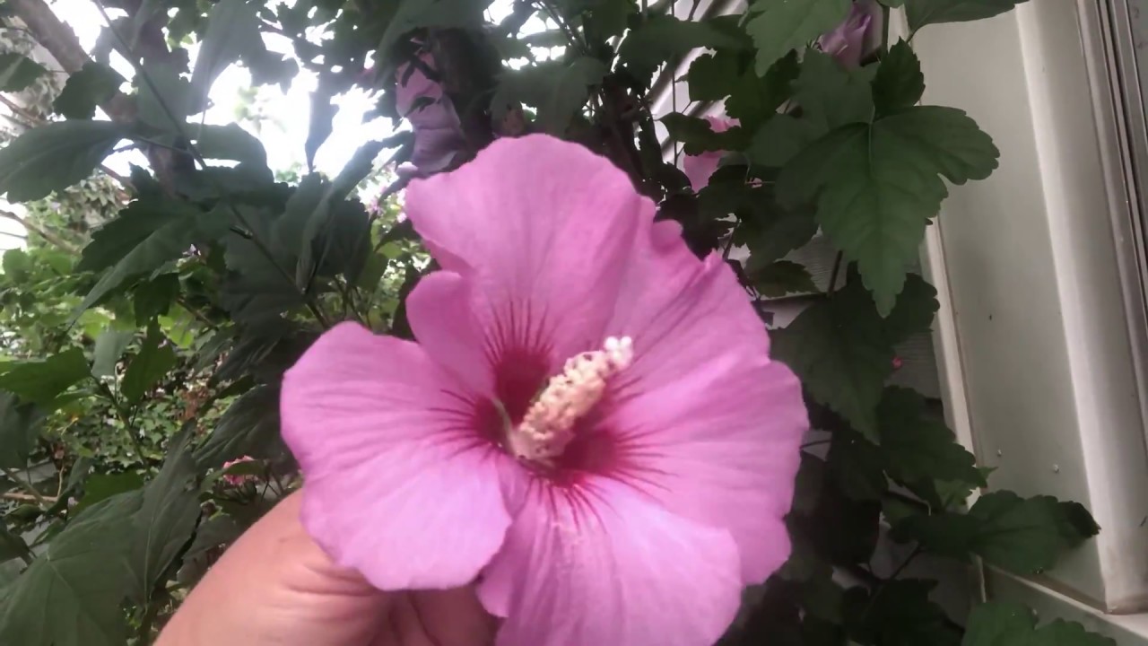 Benefits of Rose of Sharon