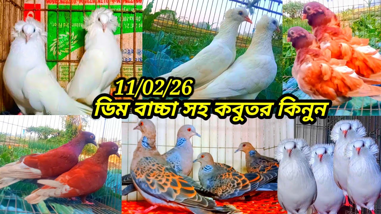 ডিম বাচ্চা সহ কবুতর কিনুন