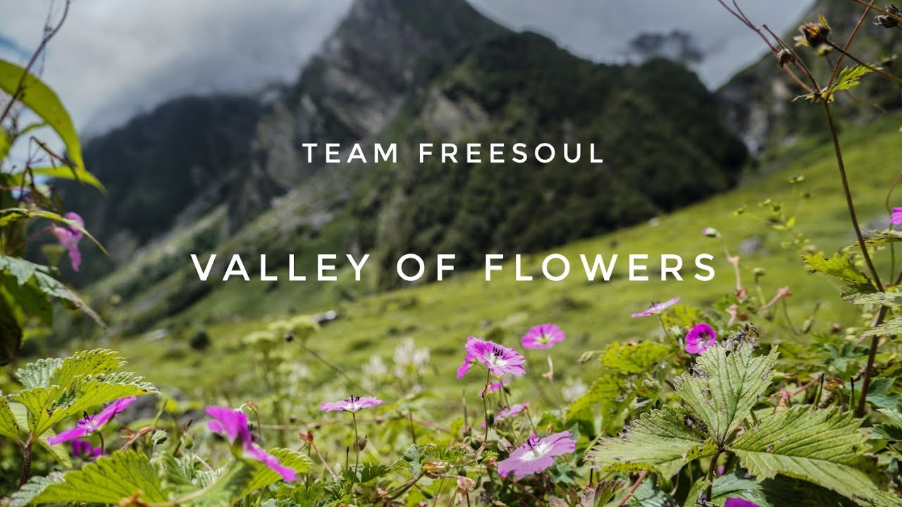 World Heritage Site , Valley of flowers |TEAM FREESOUL|
