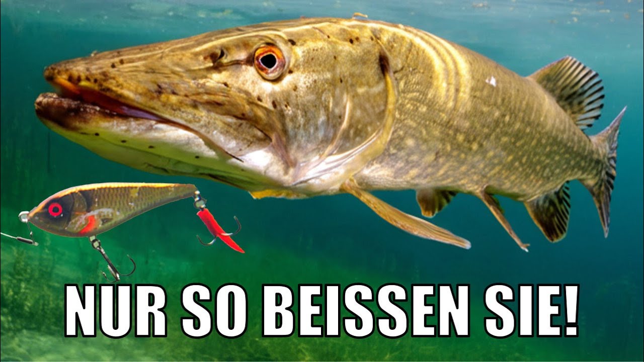 Angeln auf Hecht: Der 1 Fehler bei der Köderführung!