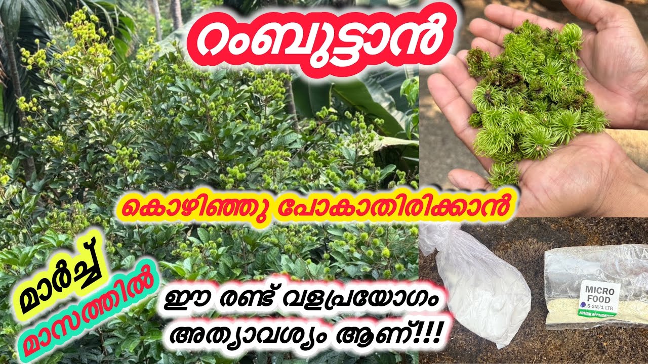 റംബുട്ടാൻ കായ കൊഴിയാതിരിക്കാൻ മാർച്ചിൽ ചെയ്യേണ്ടത്....