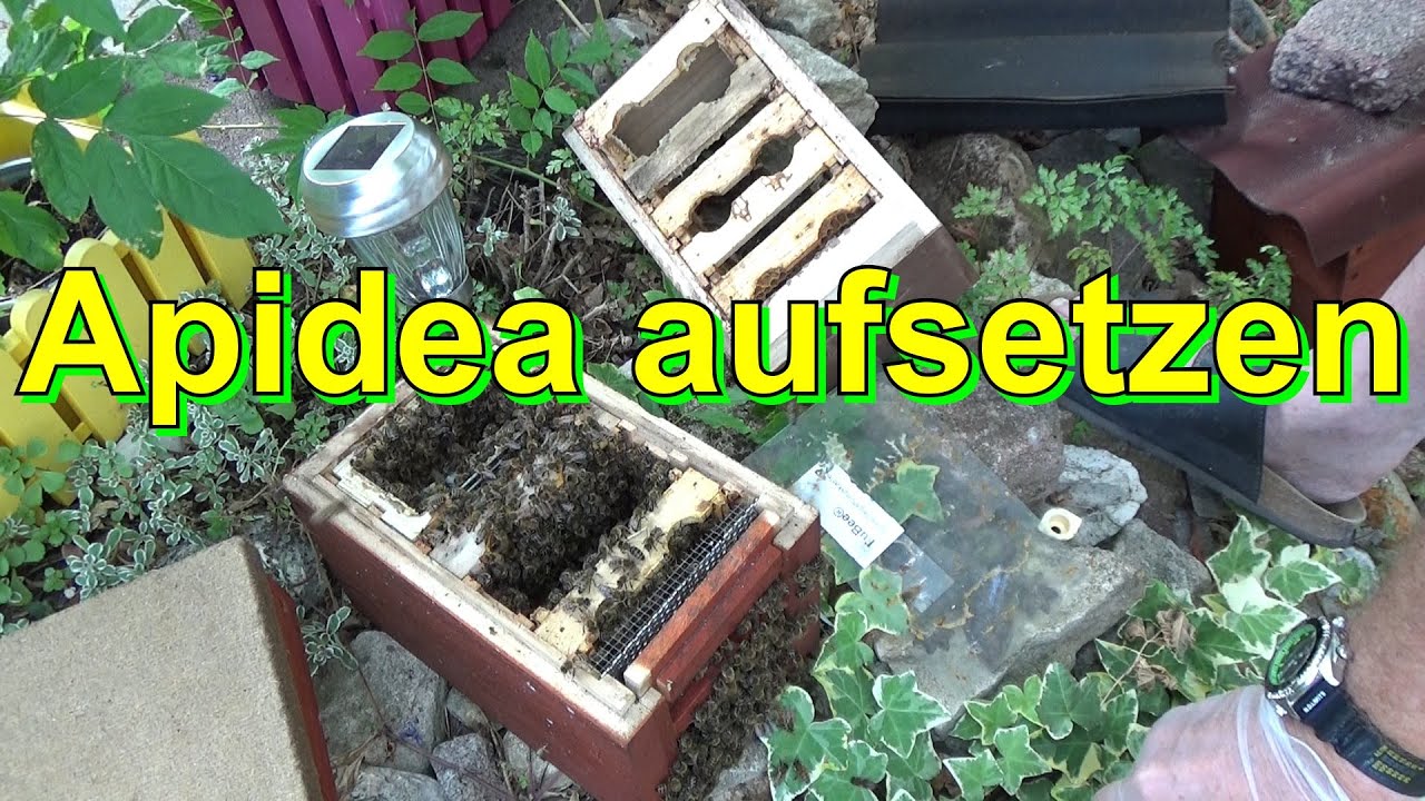 Apidea aufsetzen