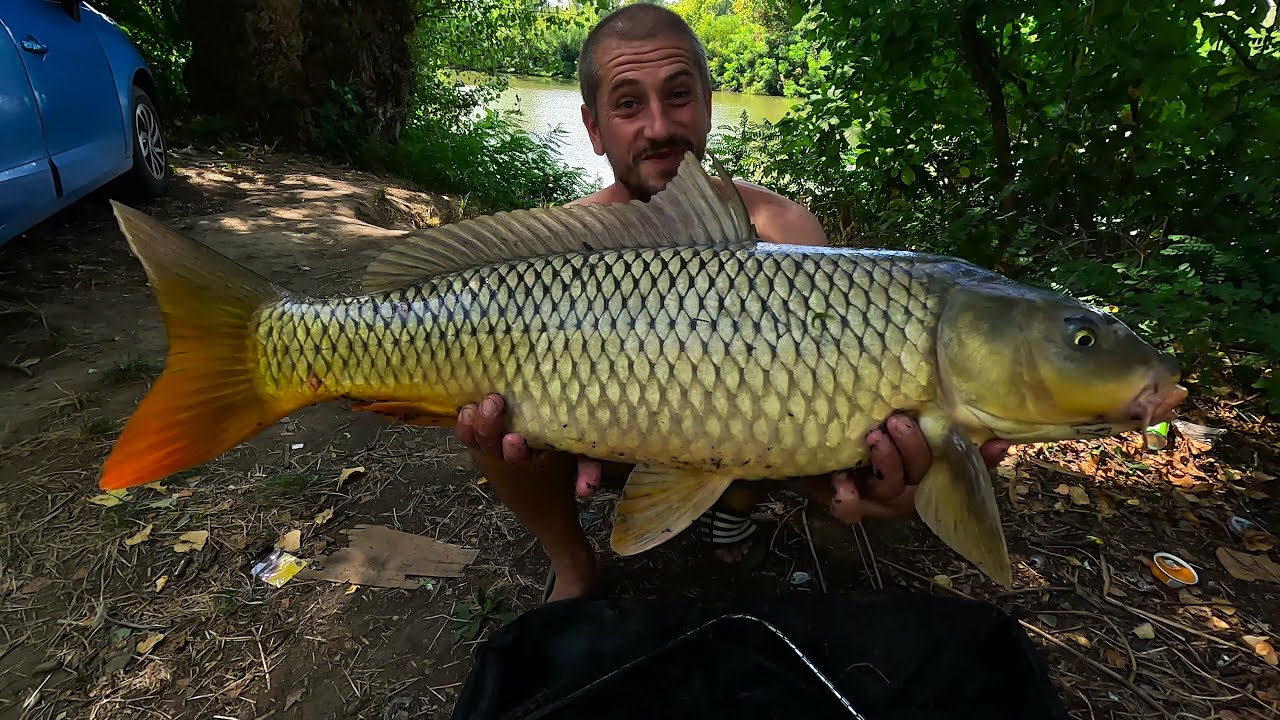 NASTAVLJAMO JAKO - TAMIŠKA GOSPODA na krivulji i ambarcu početkom septembra 2025 | CARP FISHING