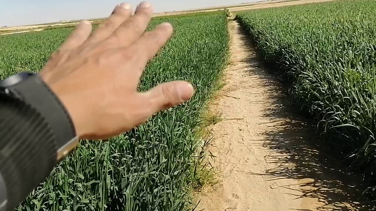 مفيش أرخص من كده الفدان ب١٧الف شامل بير وطاقه شمسيه شركه جنه الوادي ٠١١٤٢٠٤٨٣٣٩
